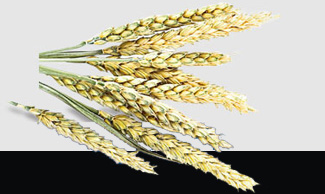 ��Ӯ���ޡ�bwin(�й���)�ٷ���վ